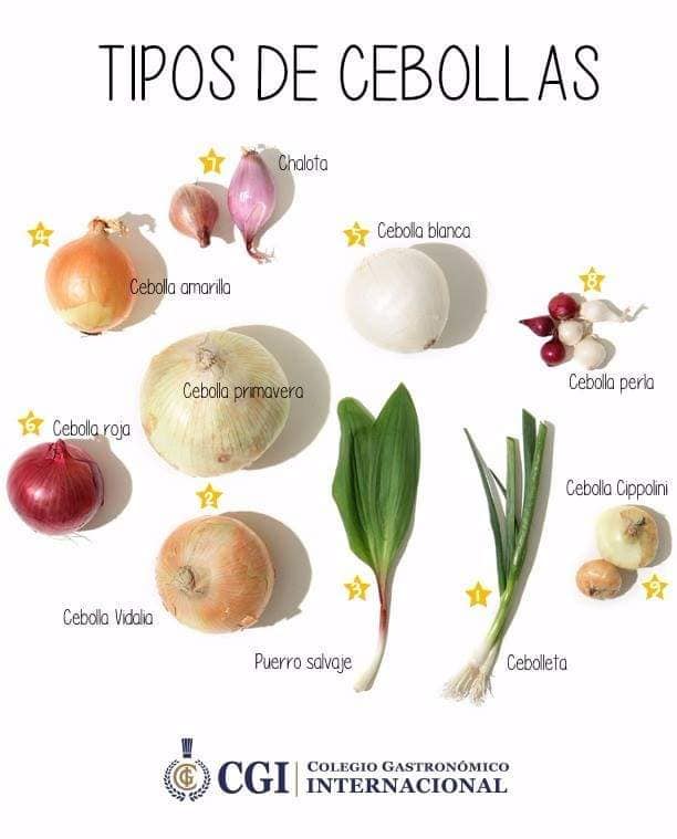 cebolla, tipos