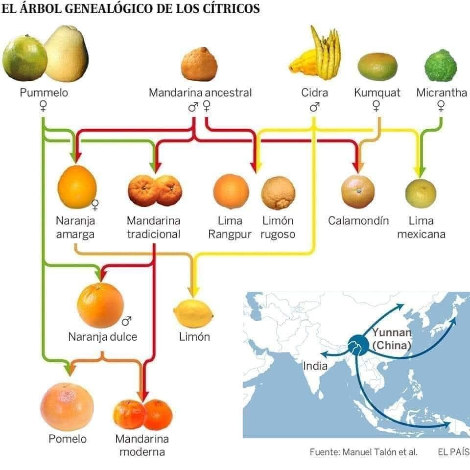 citricos