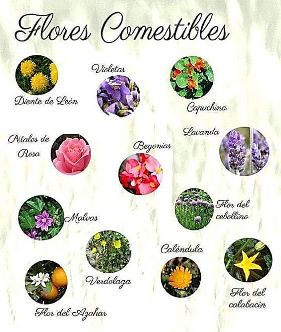 flores, comestibles