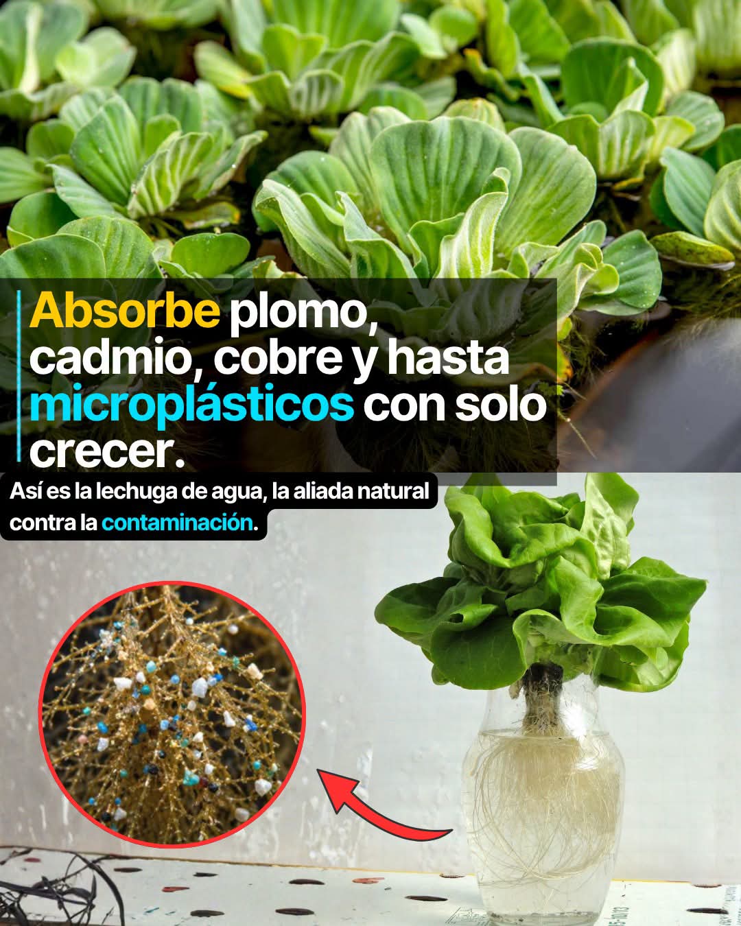 lechuga, agua, microplasticos