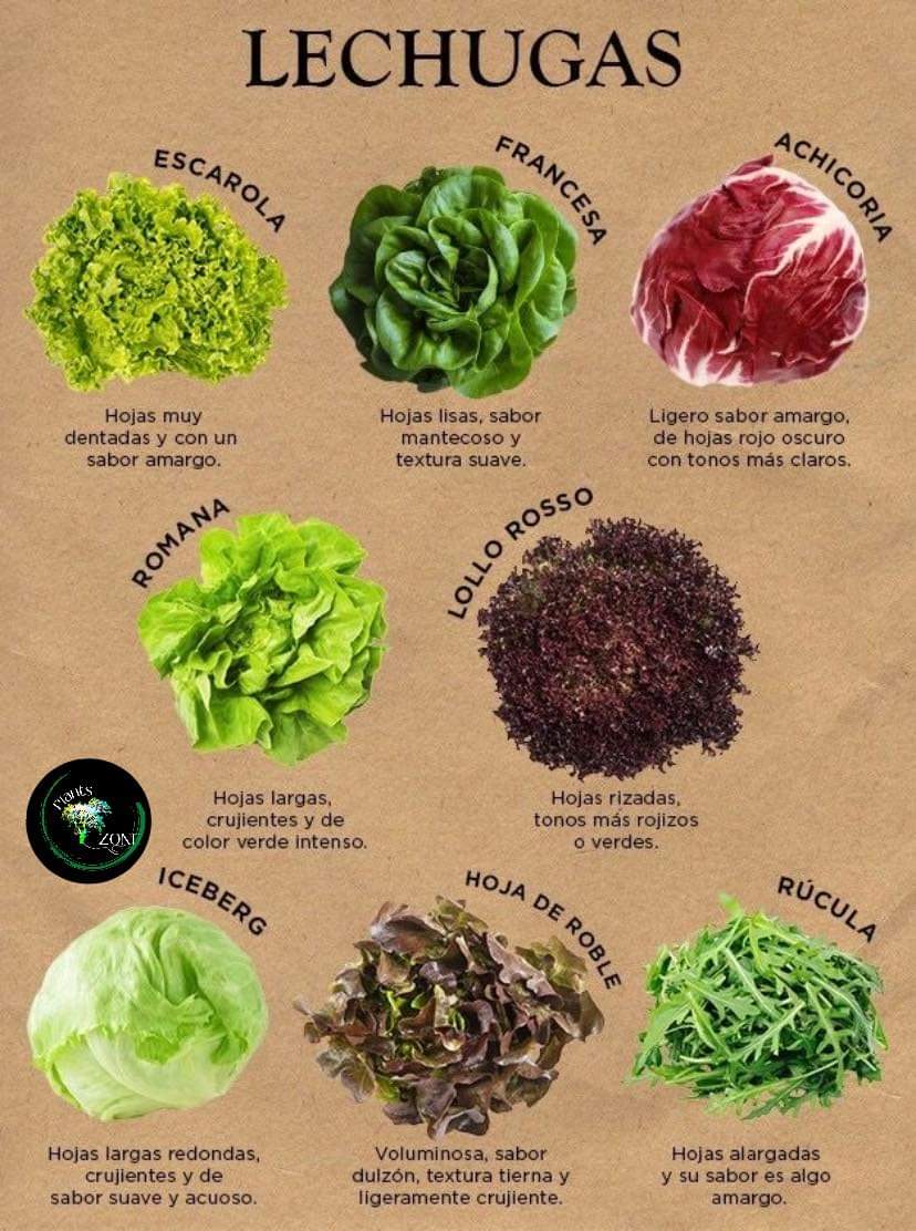 lechugas