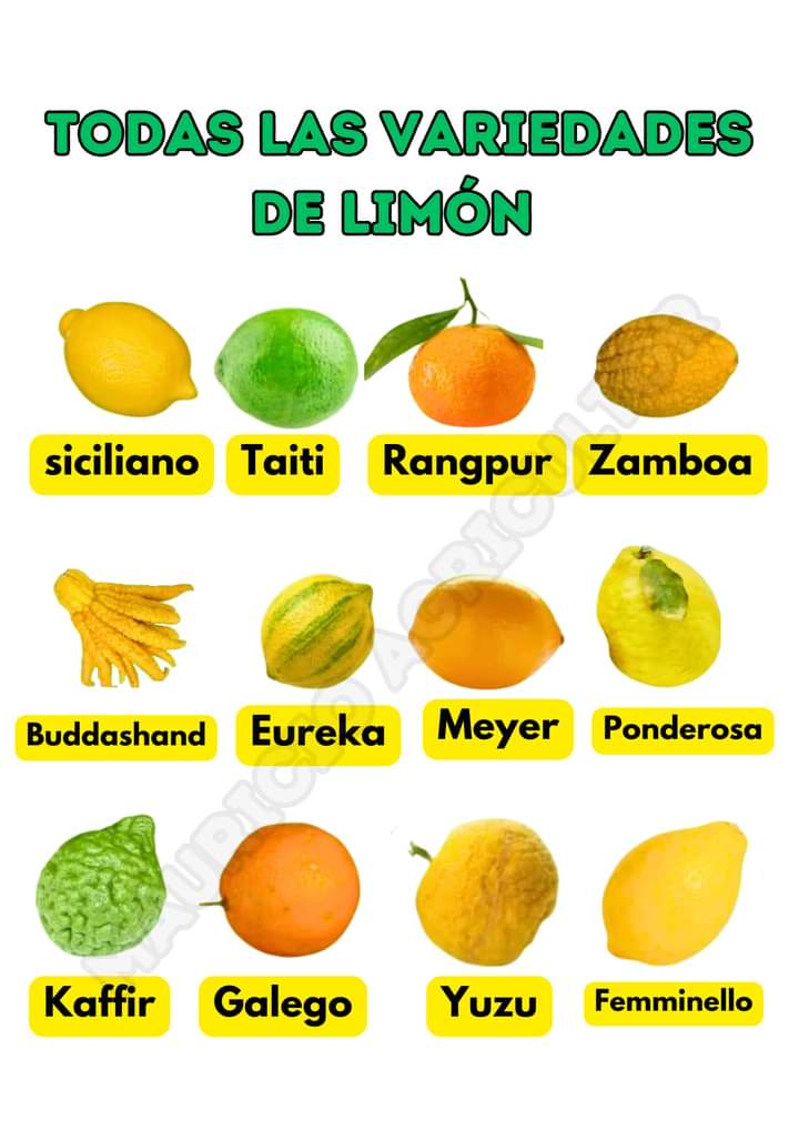 limon, variedades