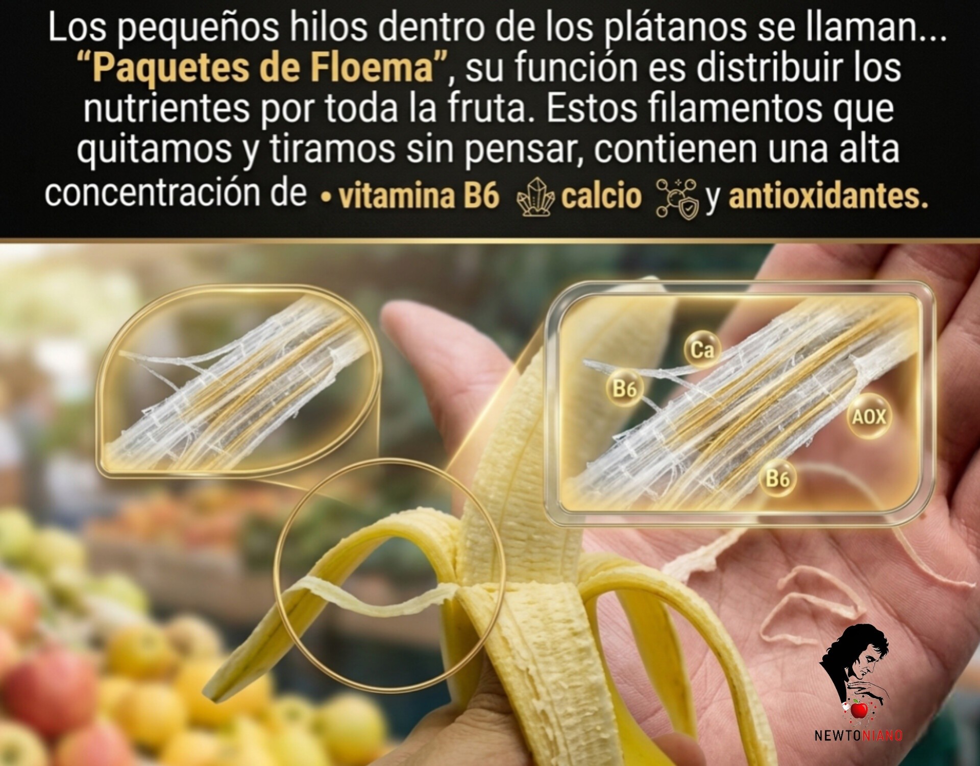 platano, floema