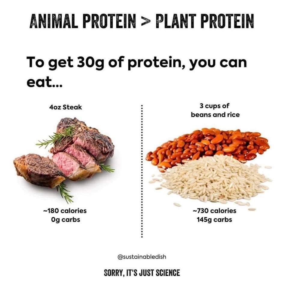 proteina, animal