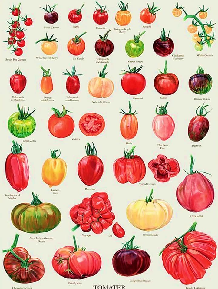 tomates