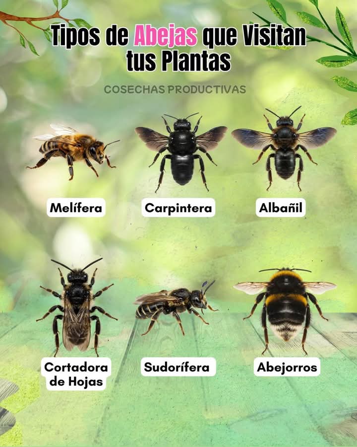 abejas