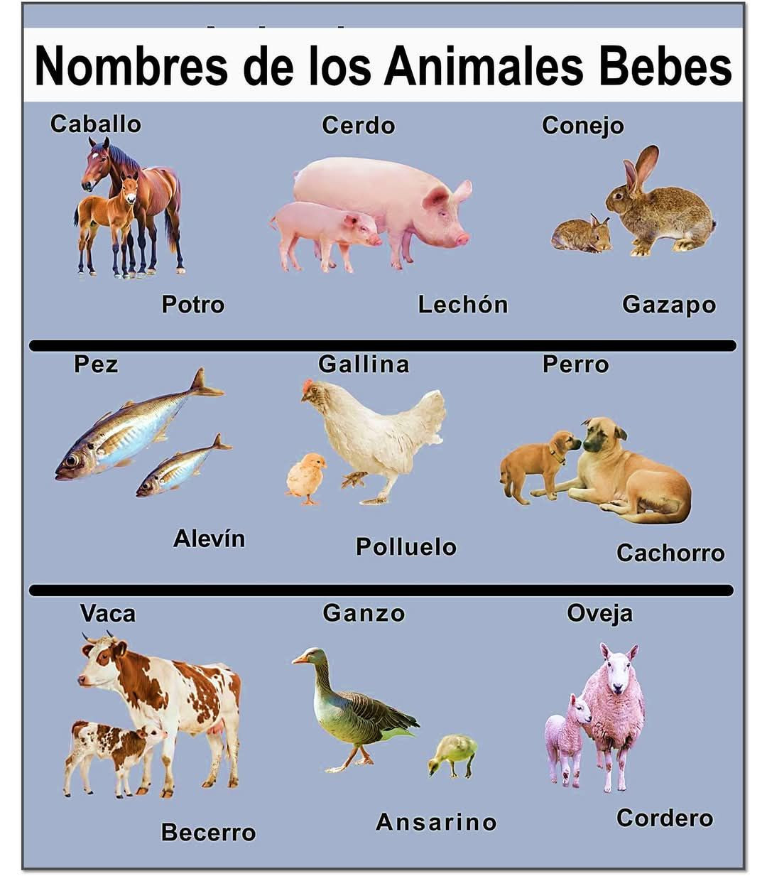 animales, bebes