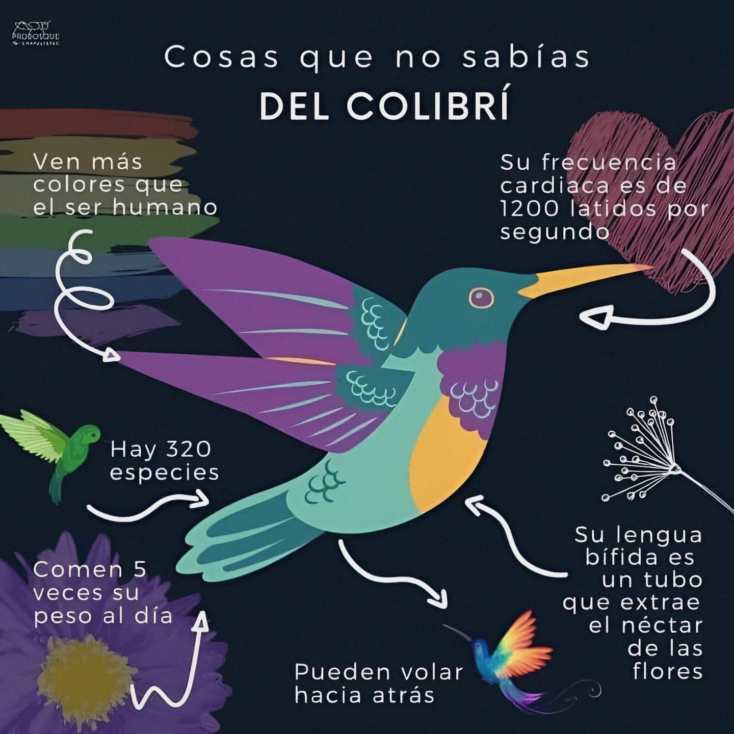 colibri