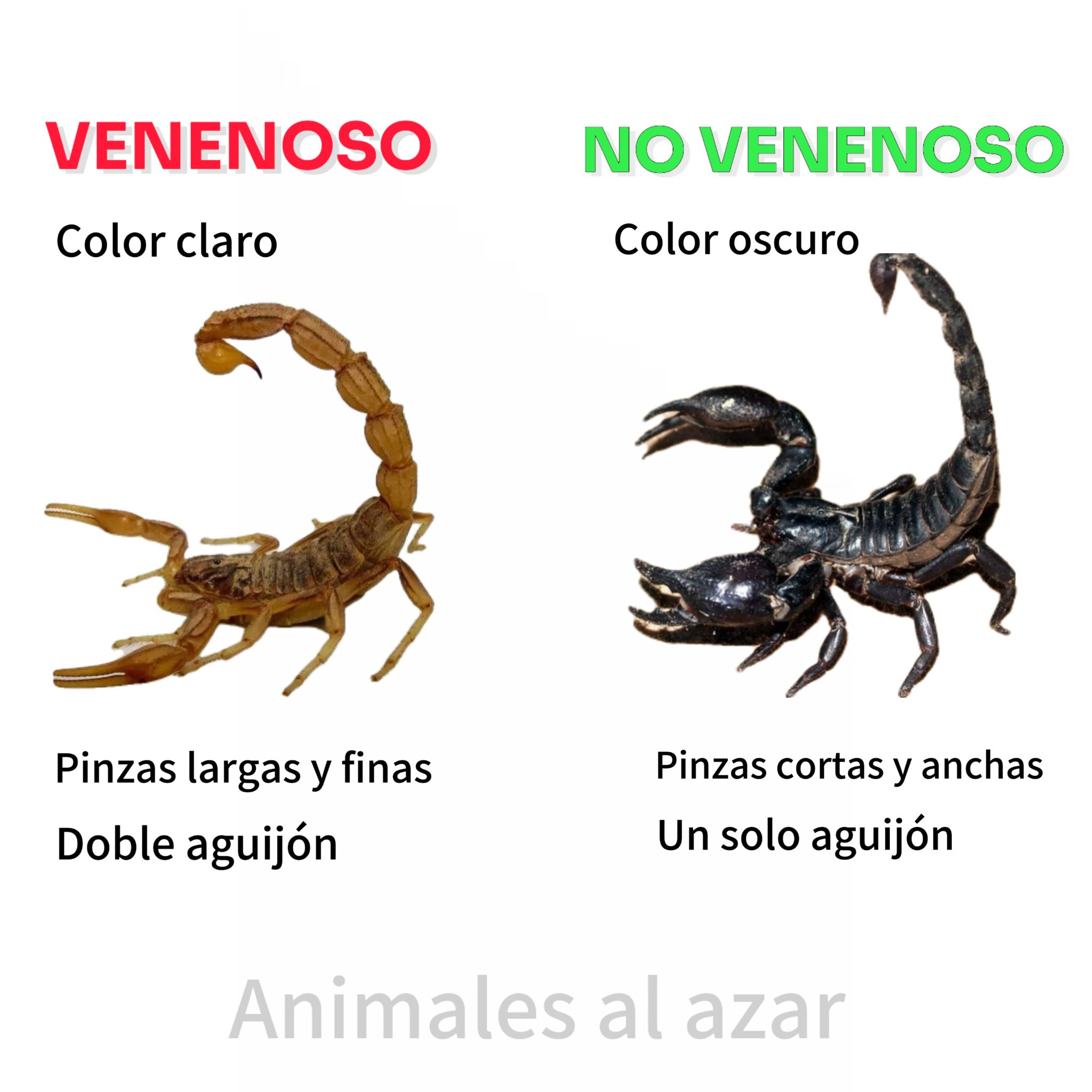 escorpion