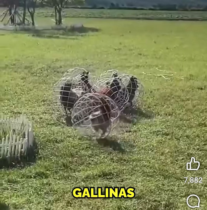 gallina, jaula