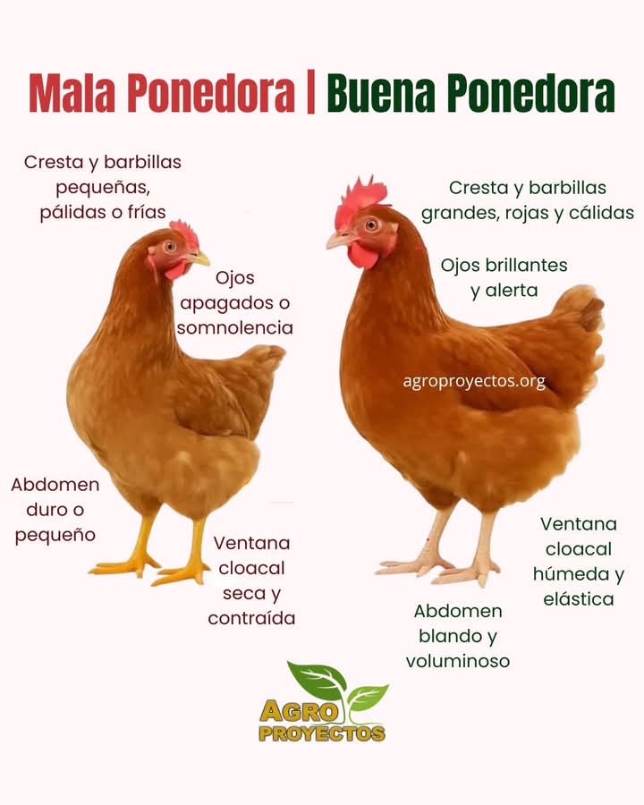 gallinas, ponedoras