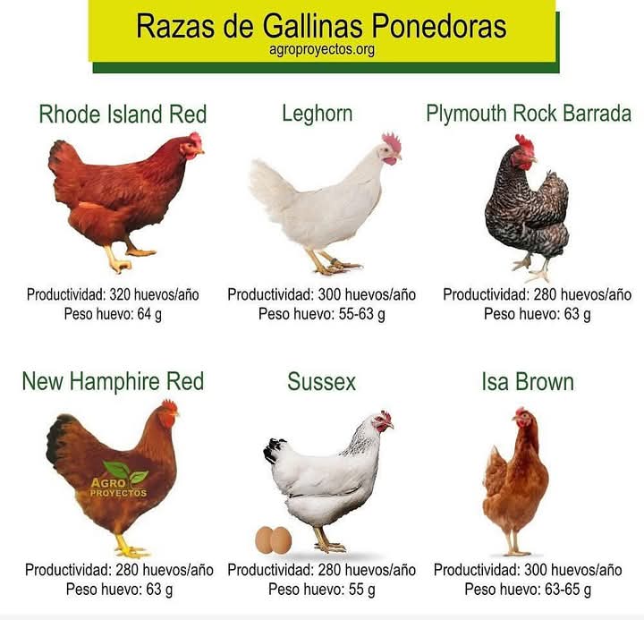 gallinas, ponedoras