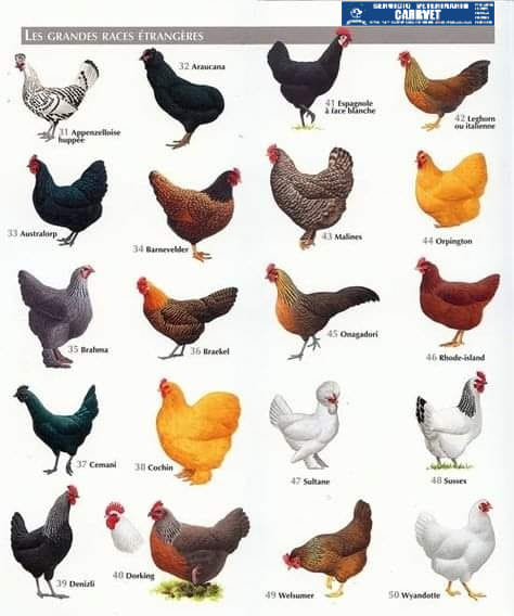 gallinas, tipos