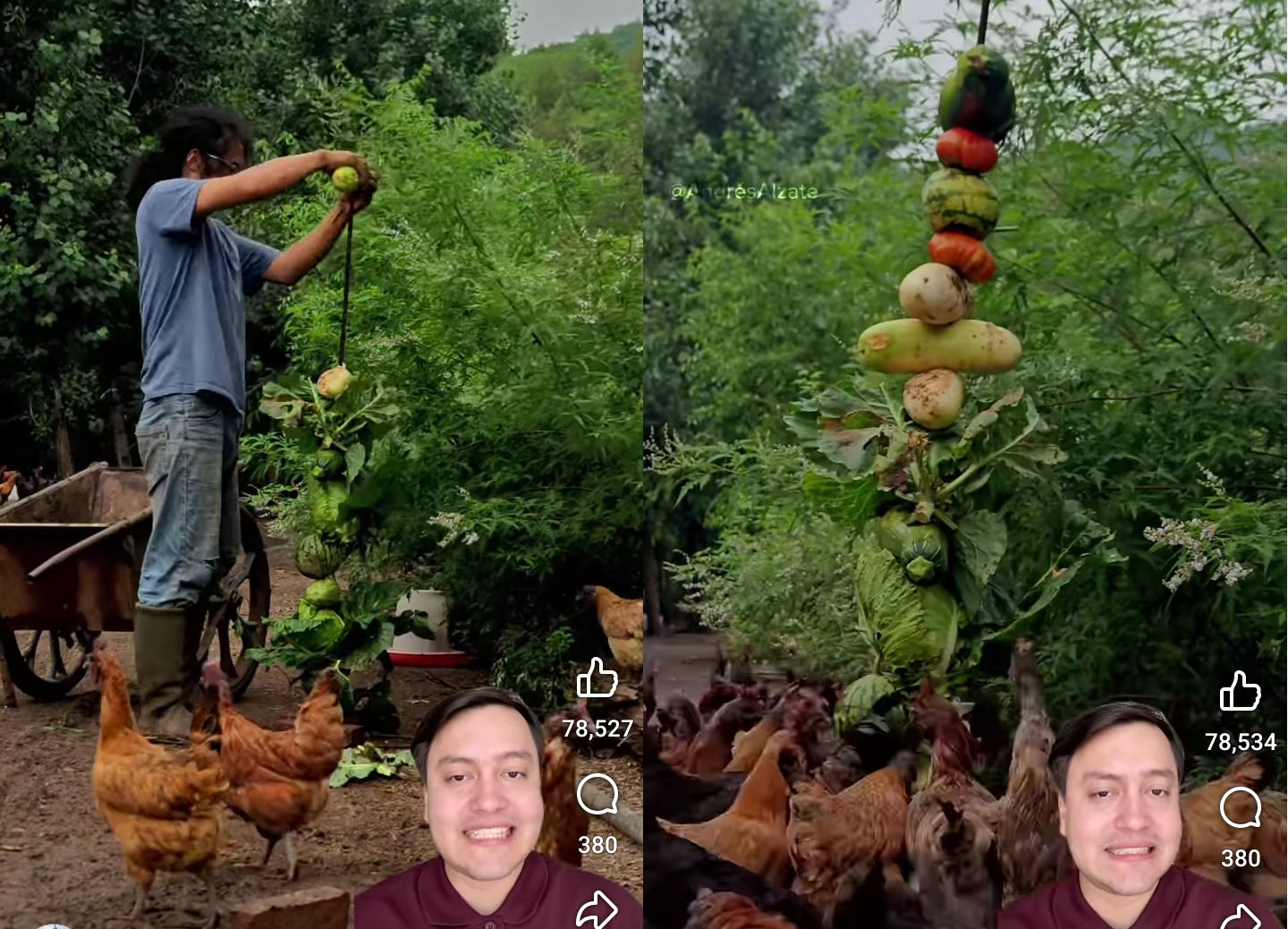 gallinas, torre, comida