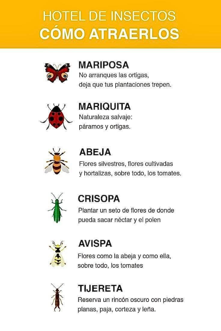 insectos, atraer