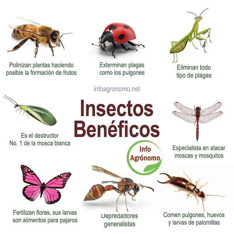 insectos, beneficos
