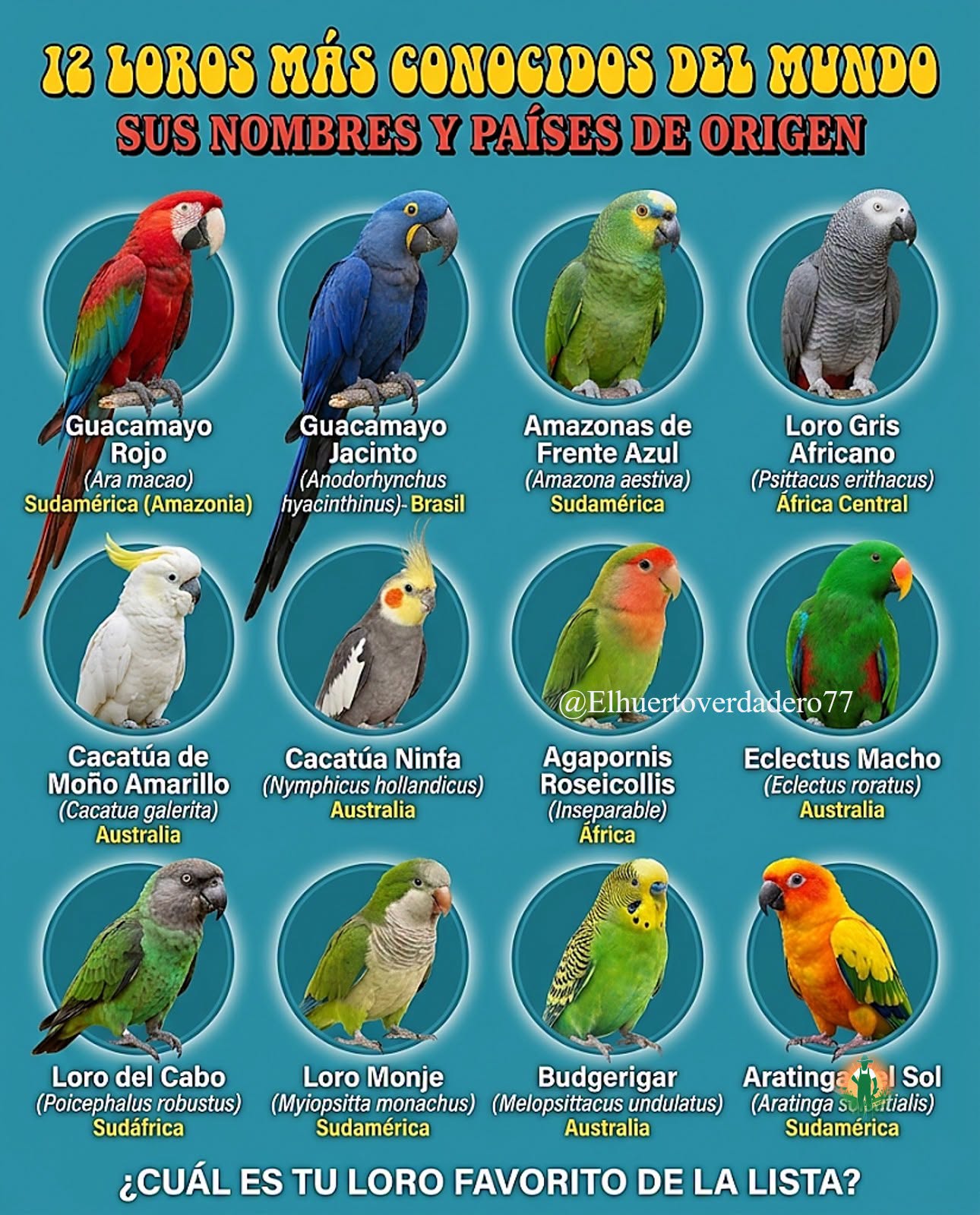 loros