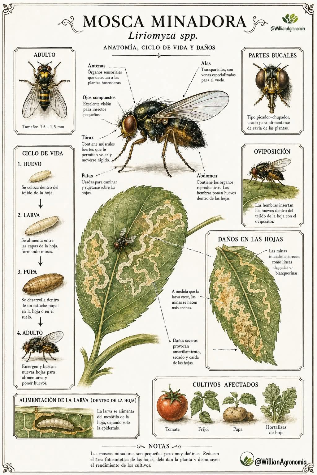 mosca, minadora