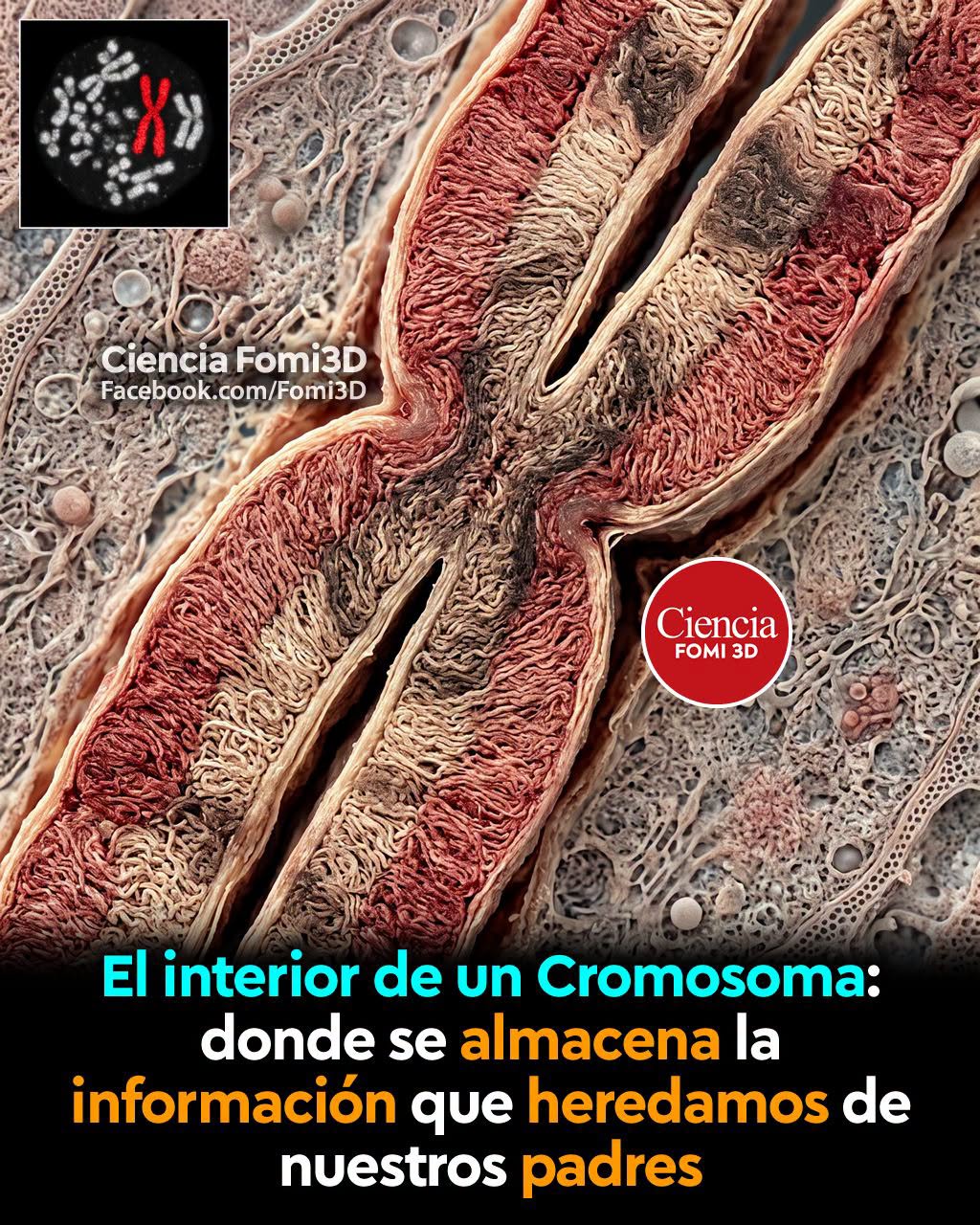 cromosoma