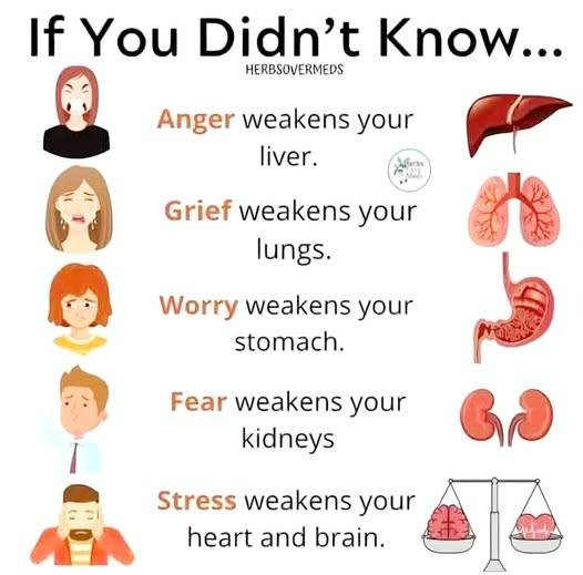 sentimientos, organos