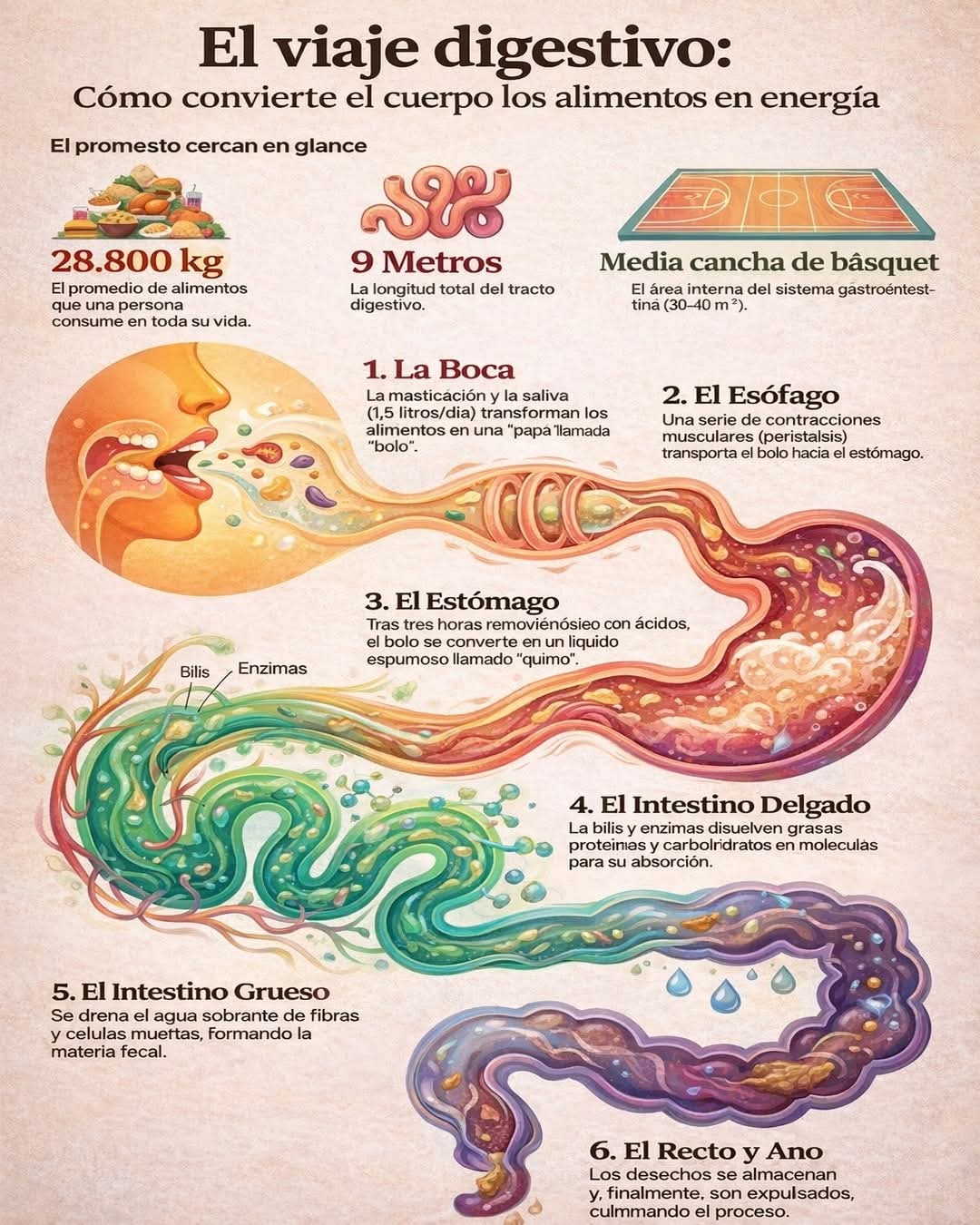 viaje, digestivo