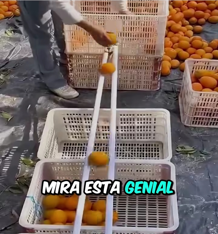 clasificador, frutos, tamano