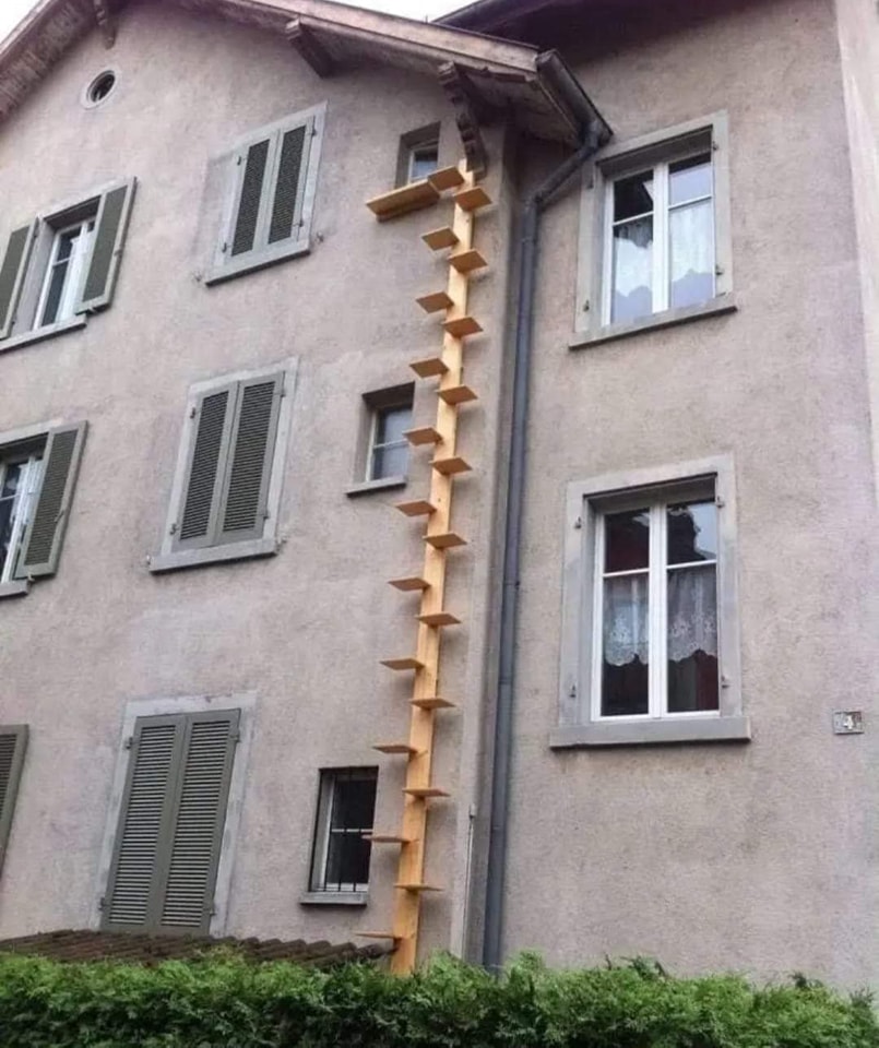 escalera, gato