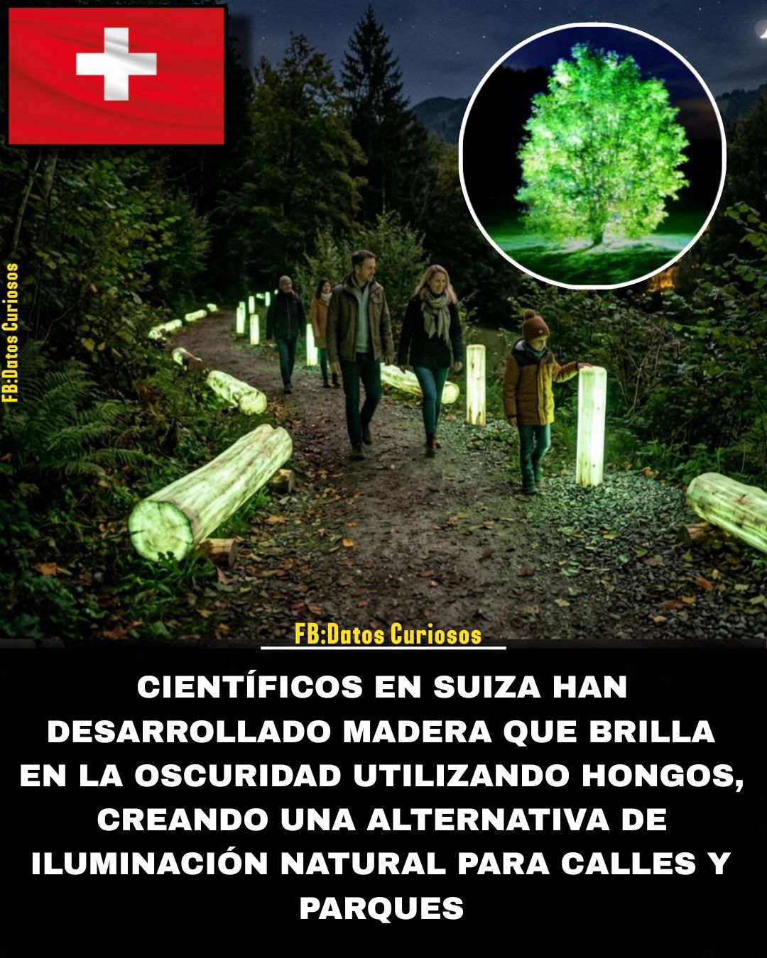 madera, brilla, oscuridad, desarmillaria, tabescens, panellus, stipticus