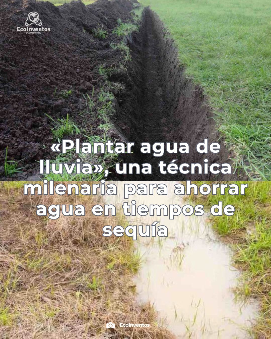 plantar, agua