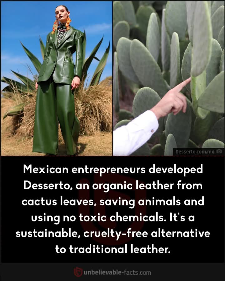 desserto, cuero, cactus