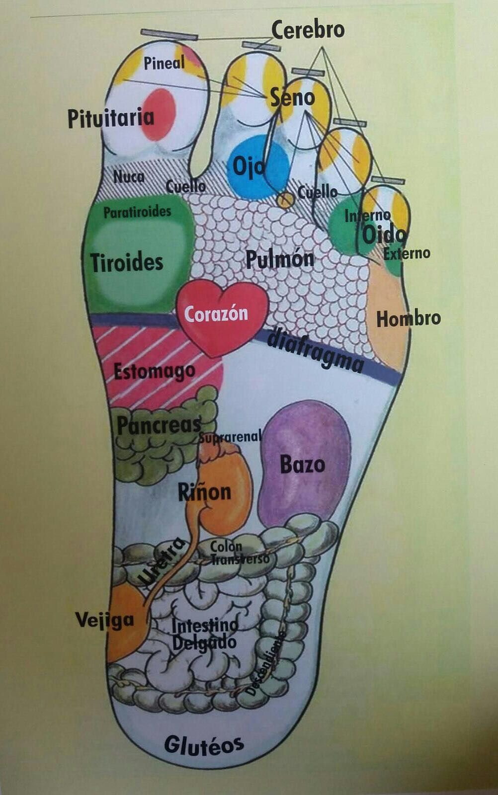 acupresion, pie, izquierdo