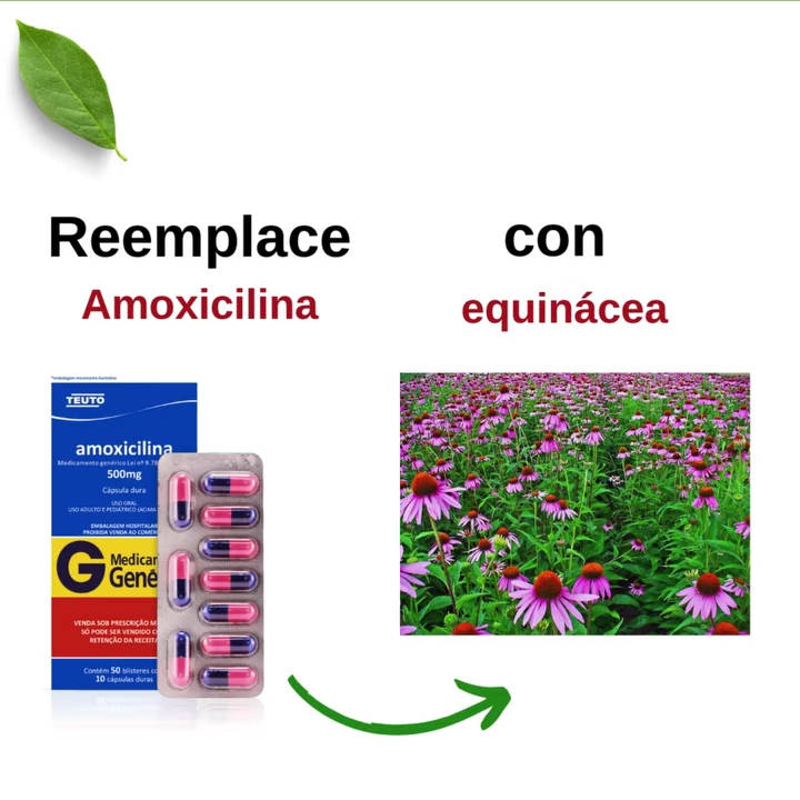 amoxicilina, equinacea