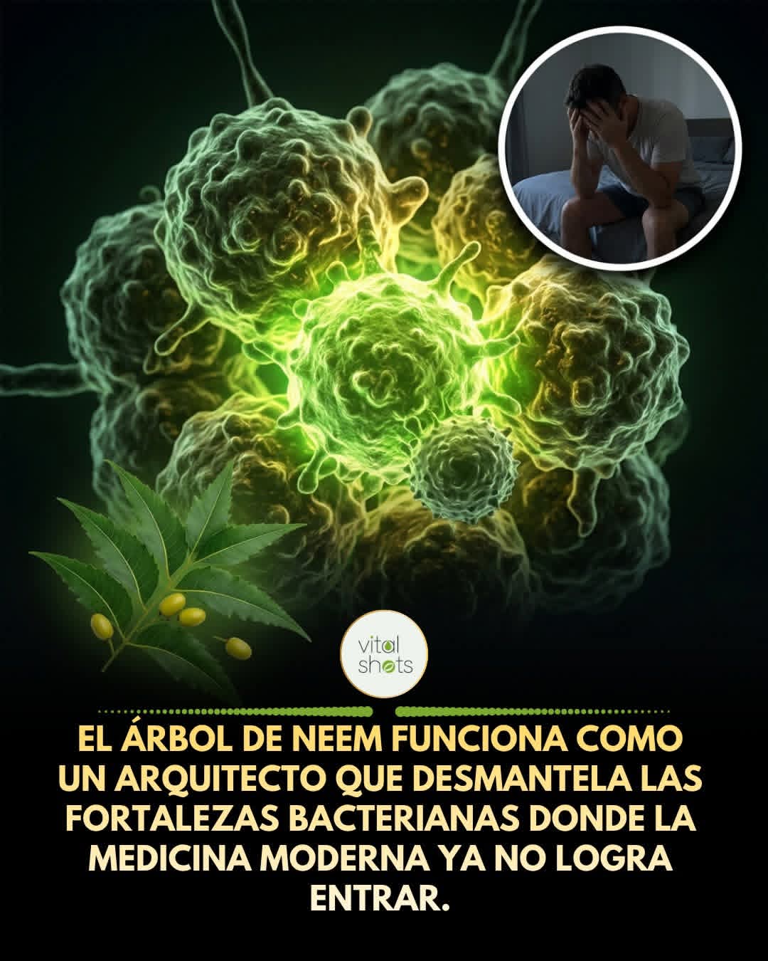 antibacteriano, neem