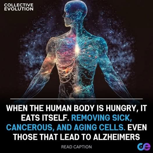 ayuno, autofagia