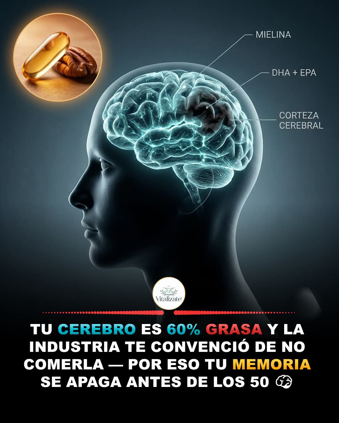 cerebro, grasa