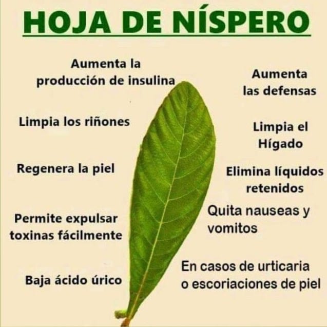 hoja, nispero