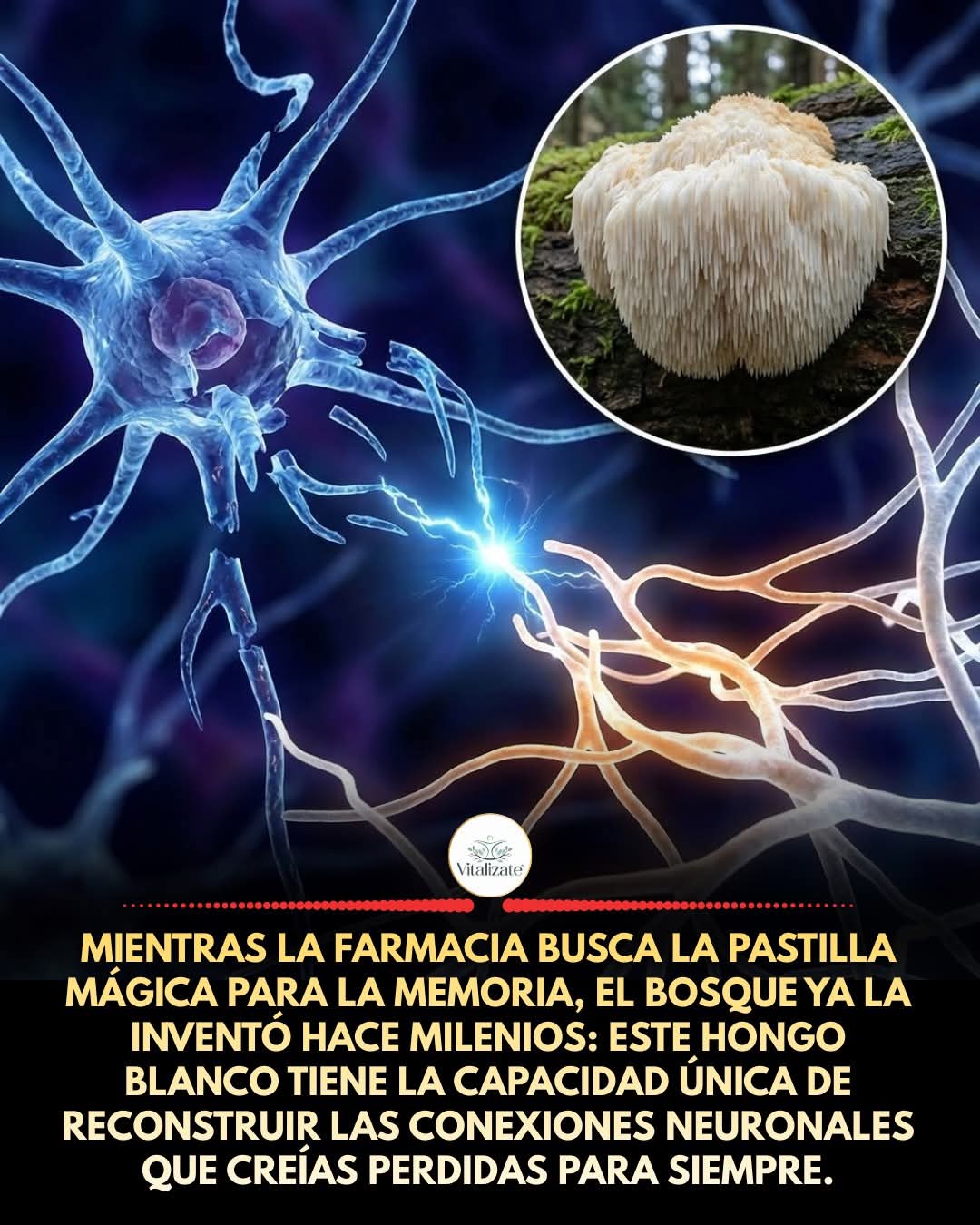 hongo, blanco, memoria