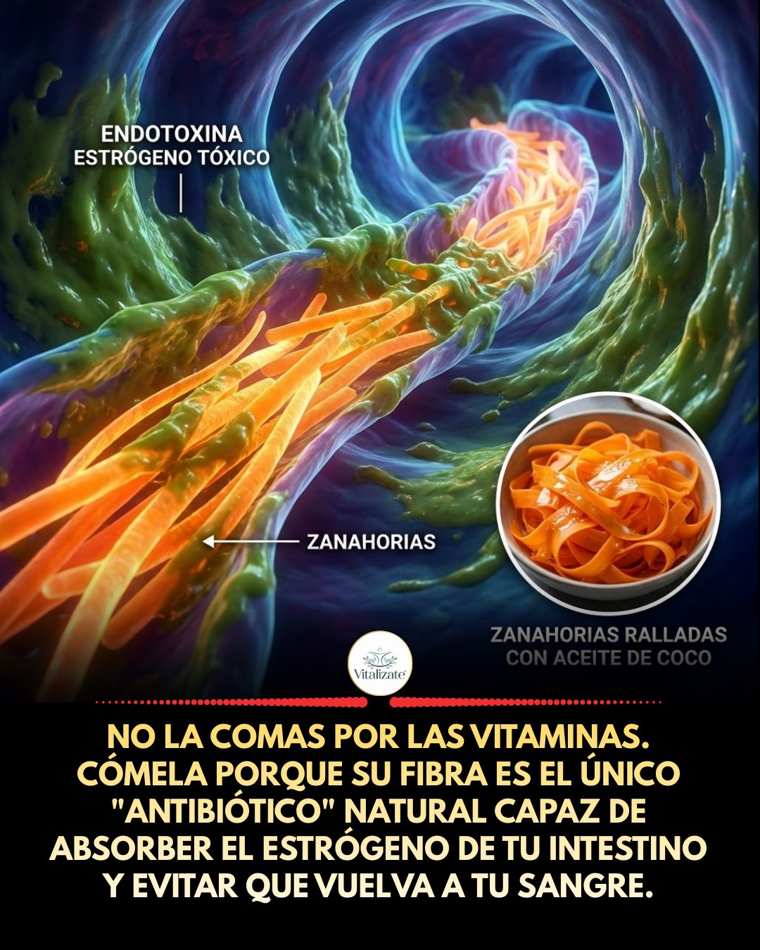 intestino, zanahoria, estrogeno