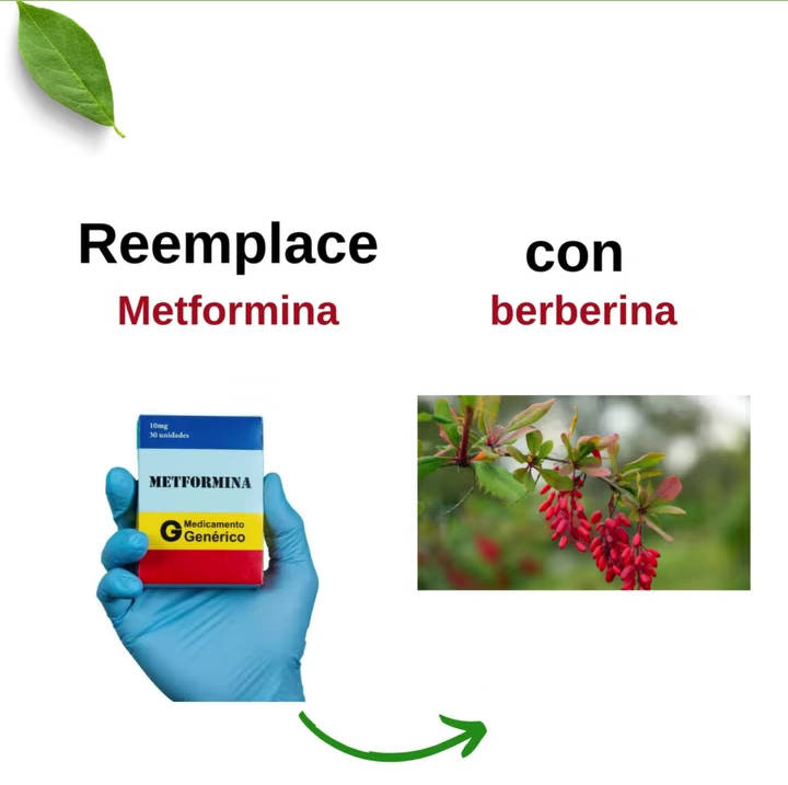 metformina, berberina
