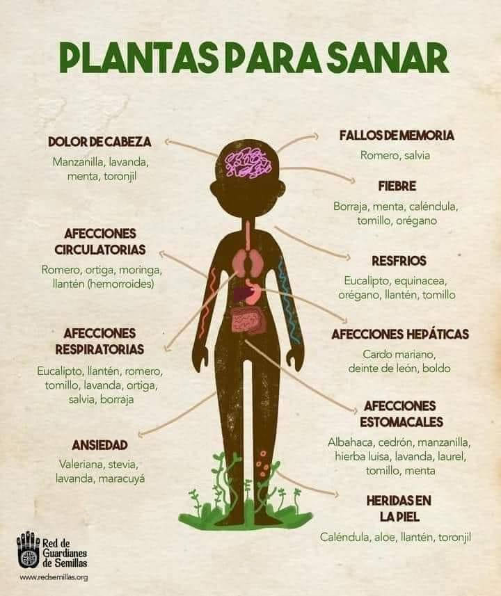 plantas, sanar