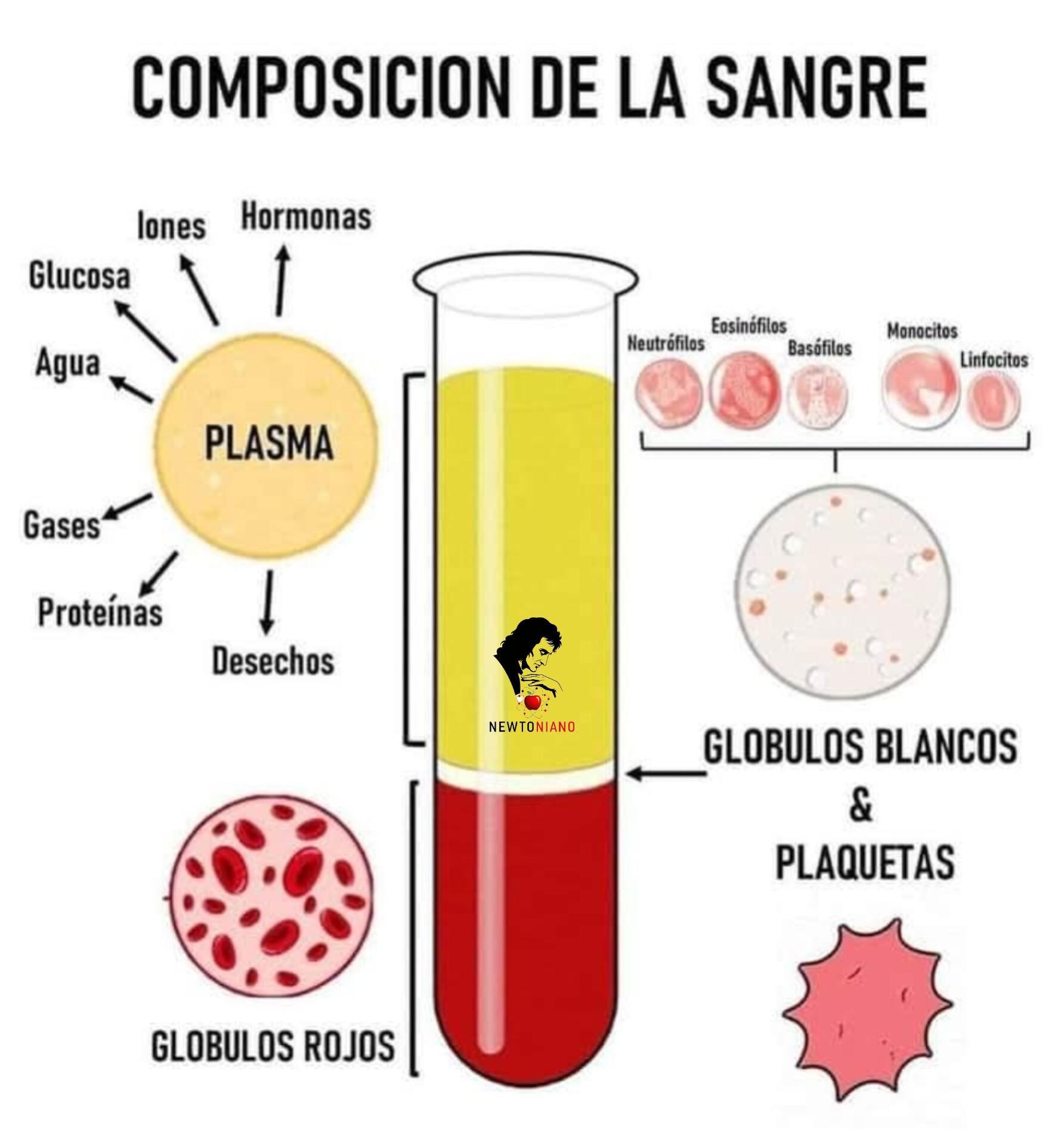 sangre