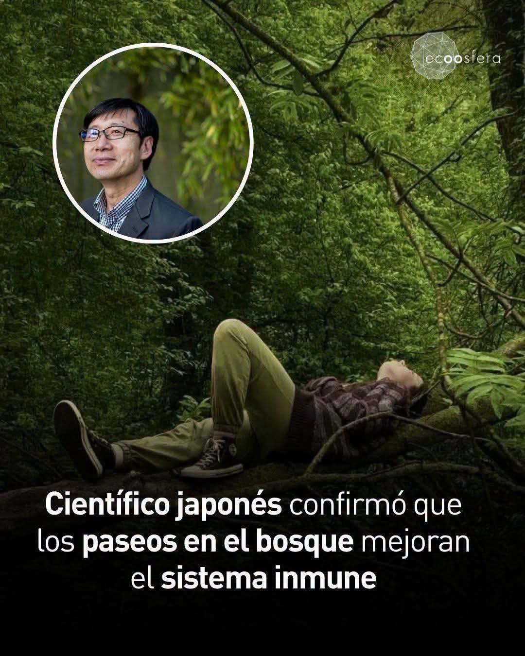 sistema, inmune, bosque