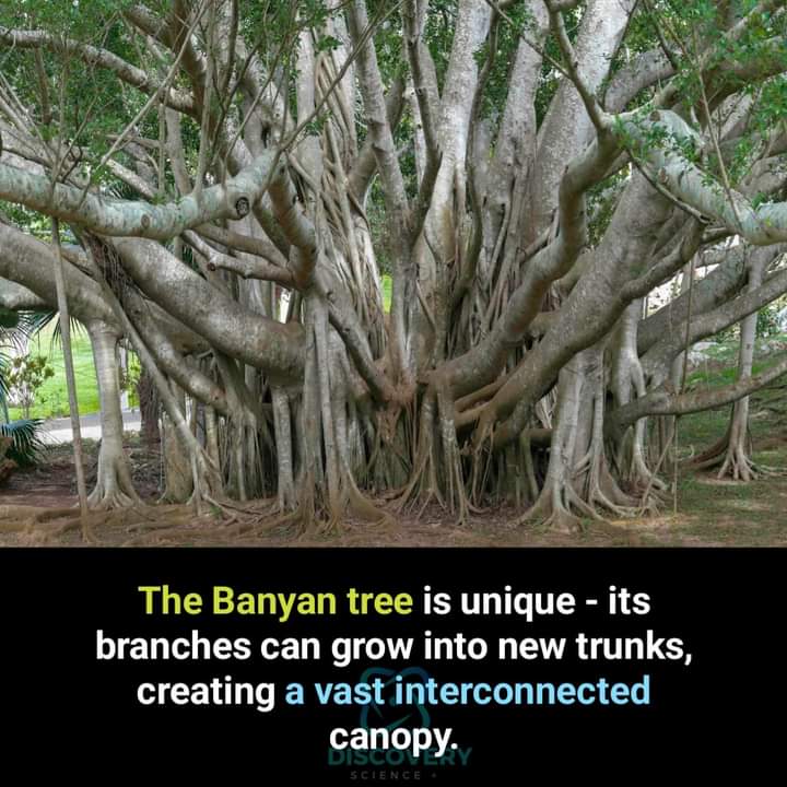 banyan
