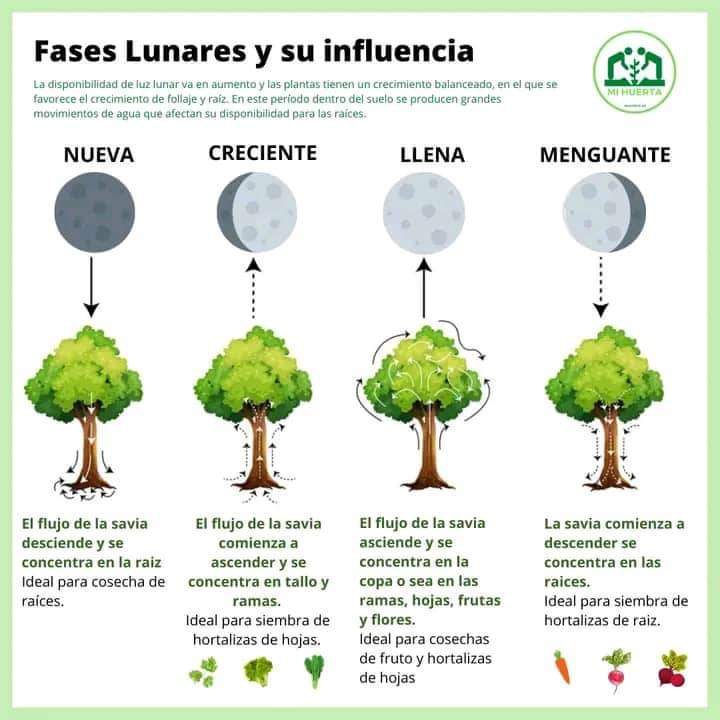 fases, lunares