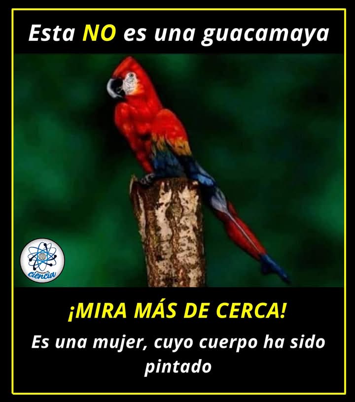mujer, guacamaya